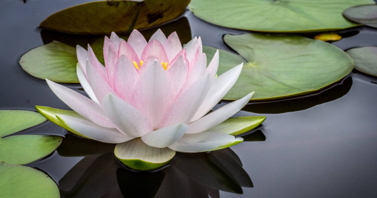 109-why-the-lotus-is-a-special-floweryoga-vedanta-tantra